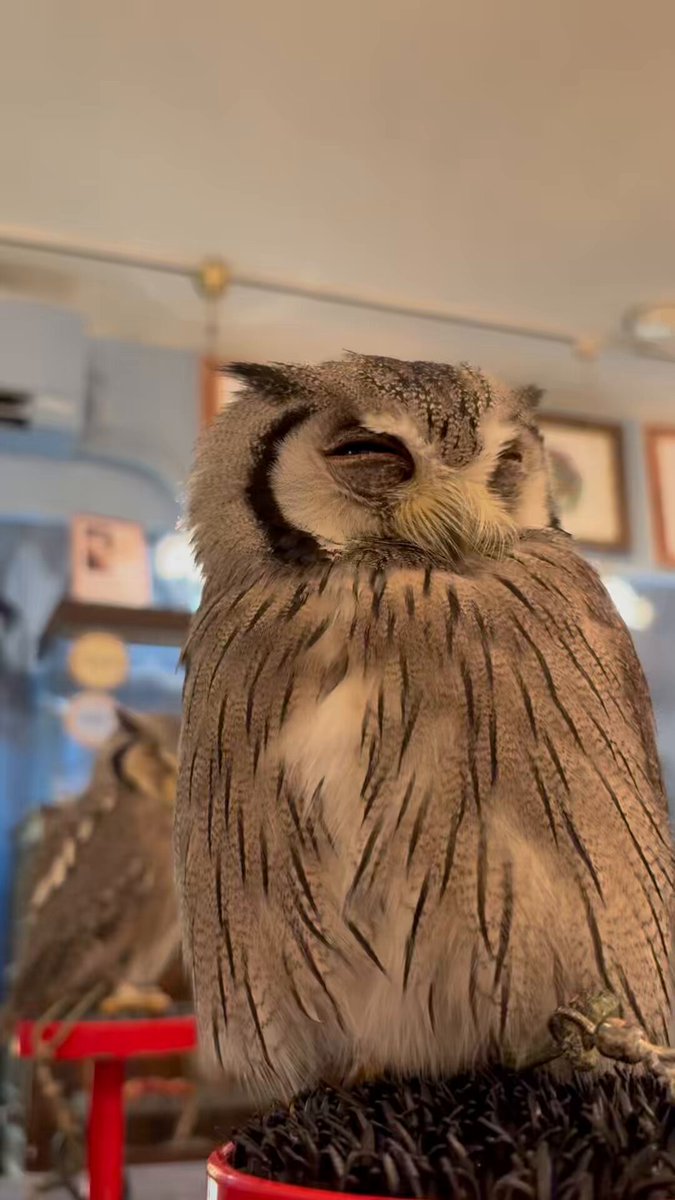 くまや洞窟★最強の縁切り★フクロウオルゴナイト 000000000224_2_RIlfTgE.jpg