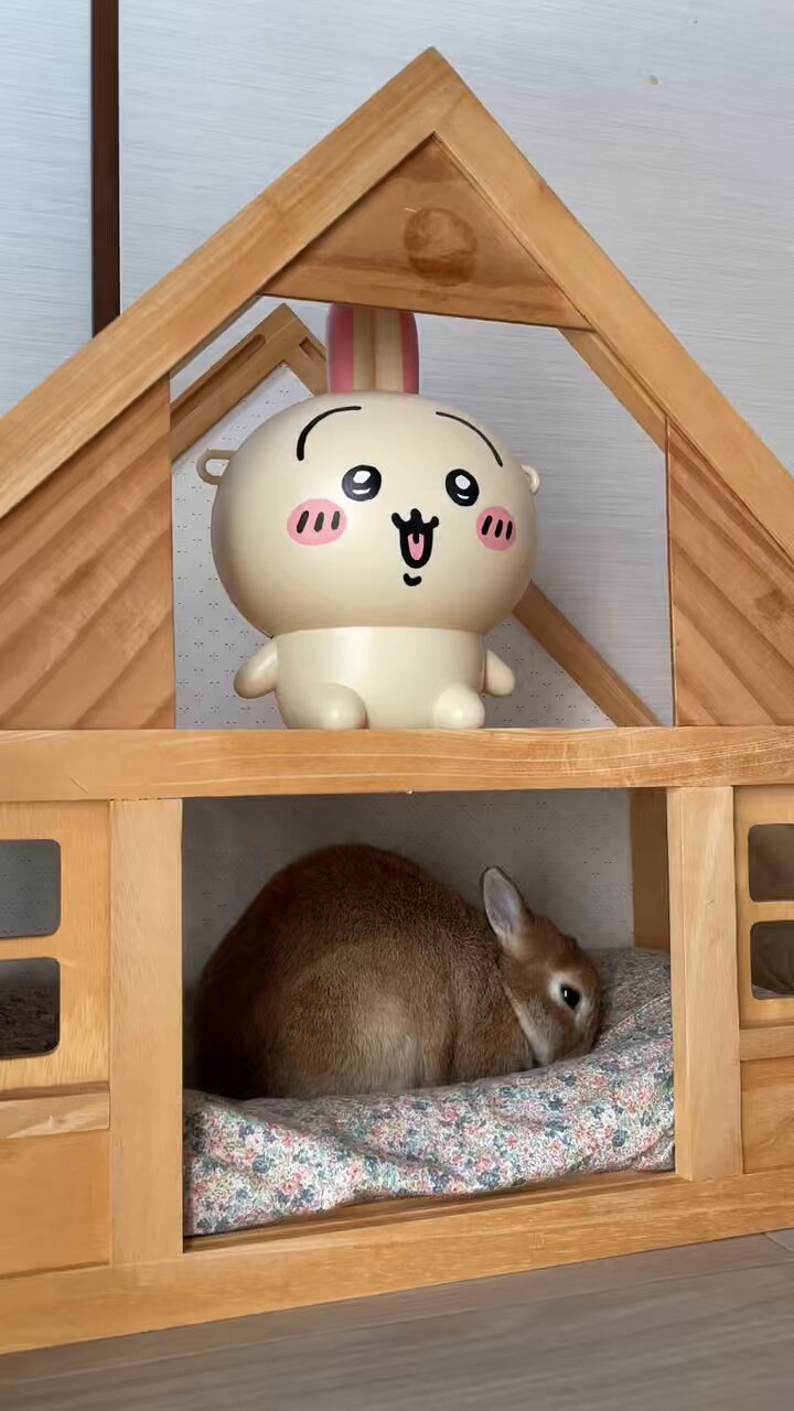 うさぎ ネザーランドドワーフのbaby🐰 開眼祭り🎵 総勢14baby 産まれて