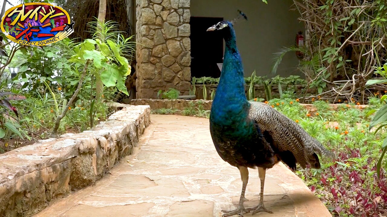 クレイジージャーニー　【１〜６】 Amazon.co.jp: クレイジージャーニー Vol.6 [DVD] : 松本人志