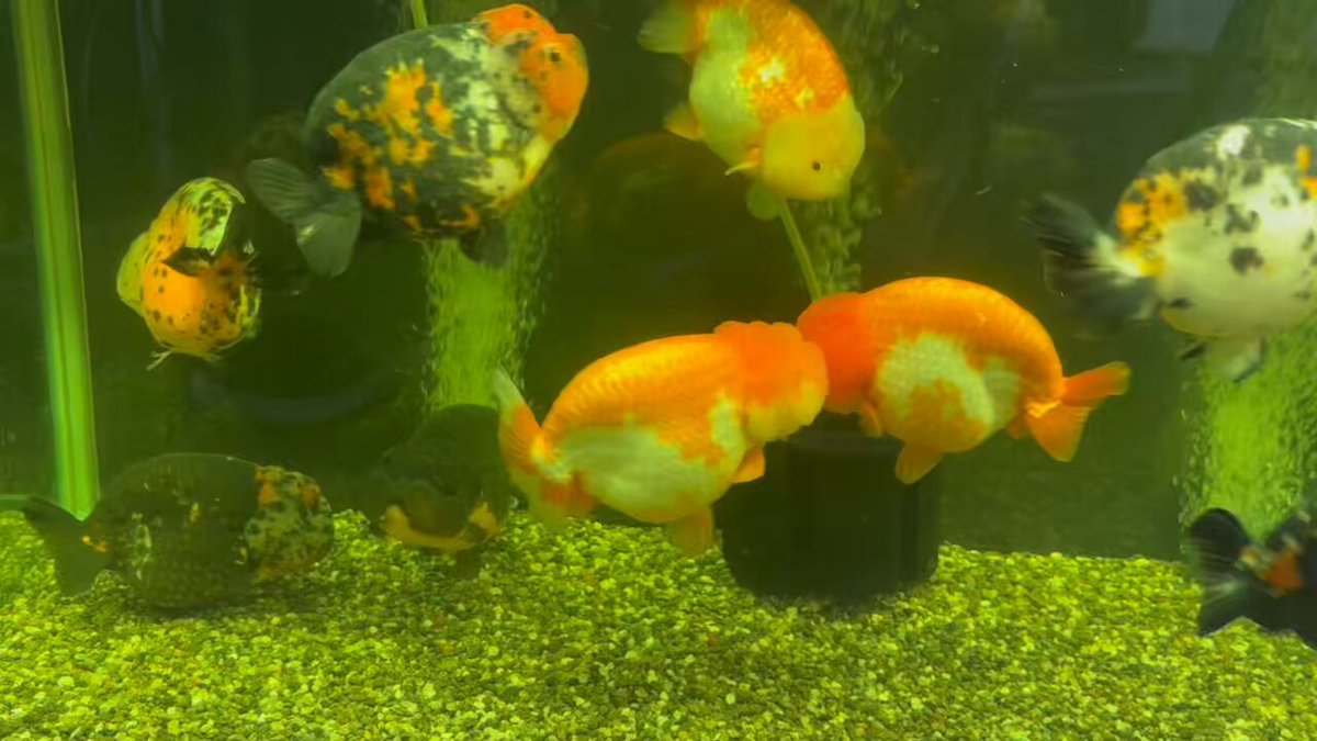 熱帯魚様 楽天市場】(熱帯魚)ベタ スーパーデルタテール オス色おまかせ