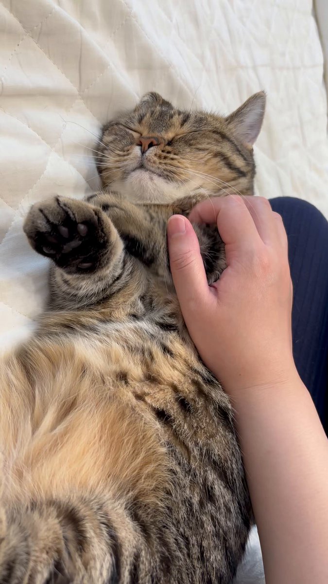 もも猫 楽天市場】ねこ肯定感 抱き枕 ぬいぐるみ Lサイズ ネコ 猫 動物