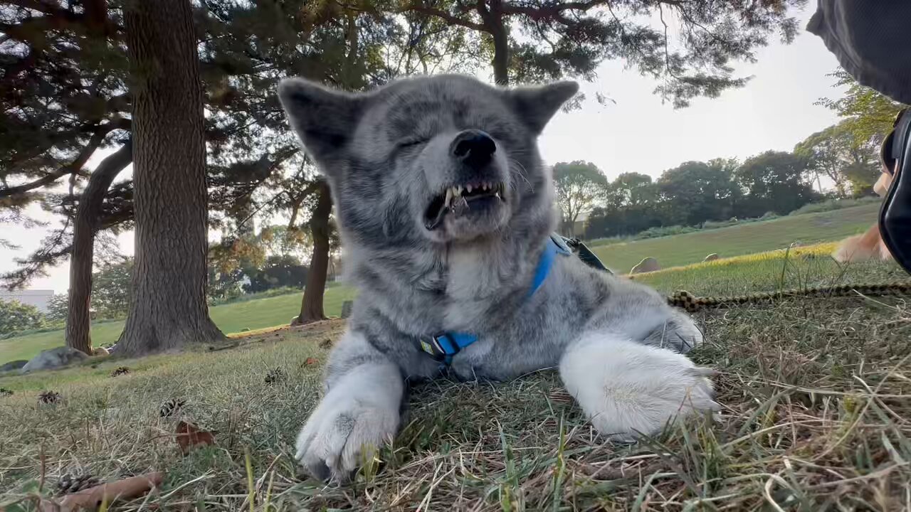 犬 ハーネス 犬 首の負担が少ない[品番：NX000006964]｜K-city