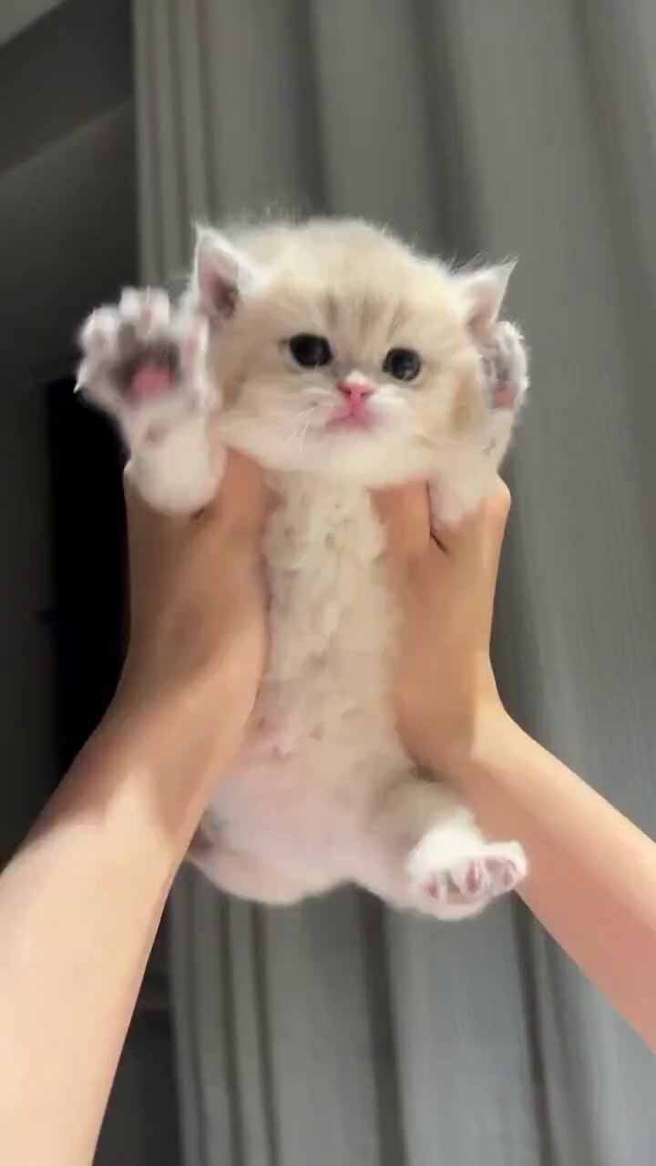 こねこ のせ猫 かご猫ファミリーと新入りみみちゃん | SHIRONEKO |本