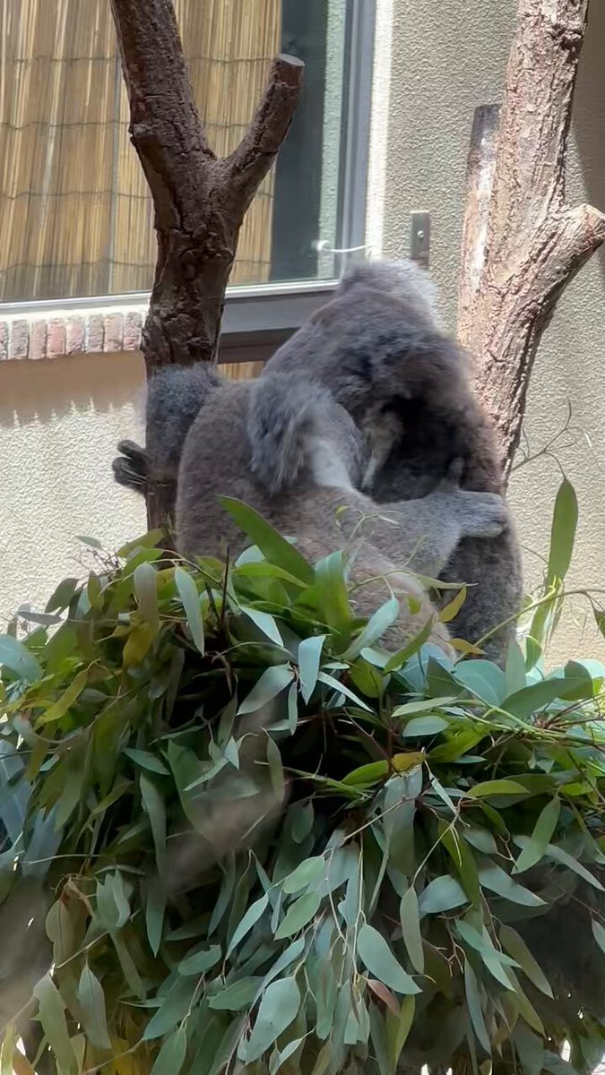 反抗期コアラ様 ちょいと苦しそうな顔してる寝🐨✌️🐨🌎 20250711 🙅‍♀️無断