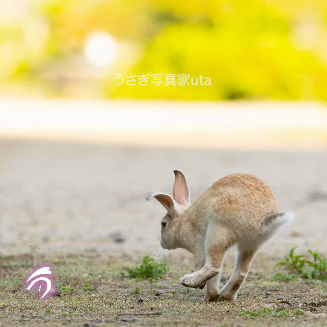 ま*助様 入手困難♡海外限定♡ラブブ♡ジモモ♡モココ♡ビックリボン♡ウサギ② まれっこ - Search / X