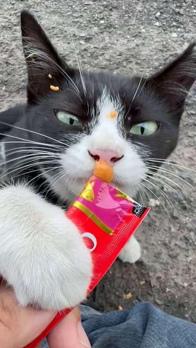 雷猫ᥬ🌝ᩤ on X: 