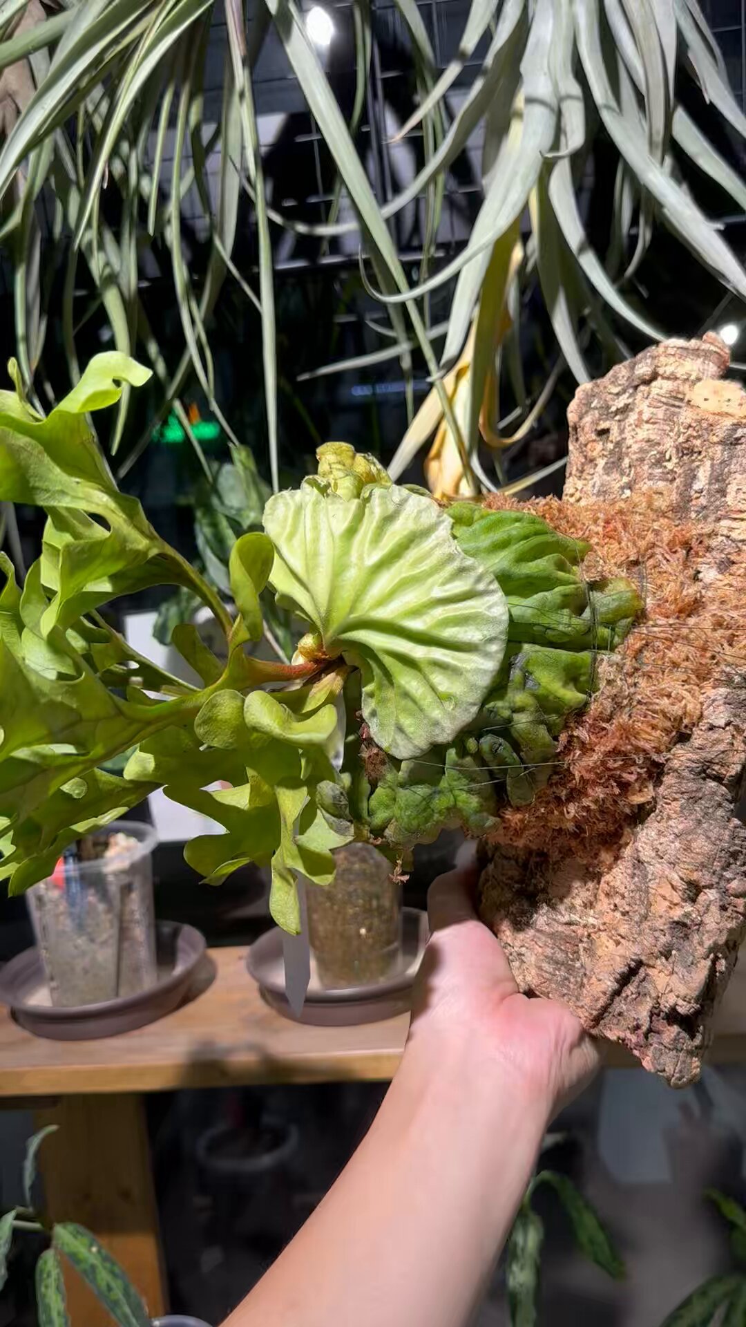 native forest【Plants＆Terrarium】 on X: 