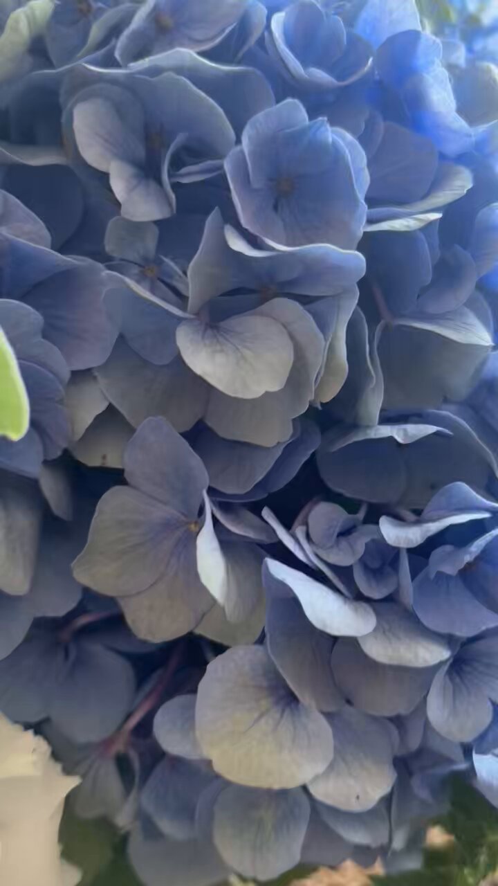 浦和区花屋 - Cerca / X