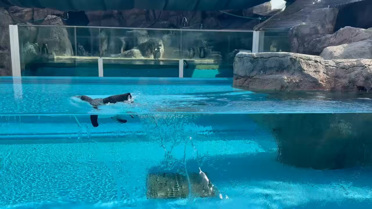 鳥羽水族館 ウォールポケットTOBA AQUARIUM Amazon.co.jp: 鳥羽水族館 ラッコ メイちゃん ウォールポケット