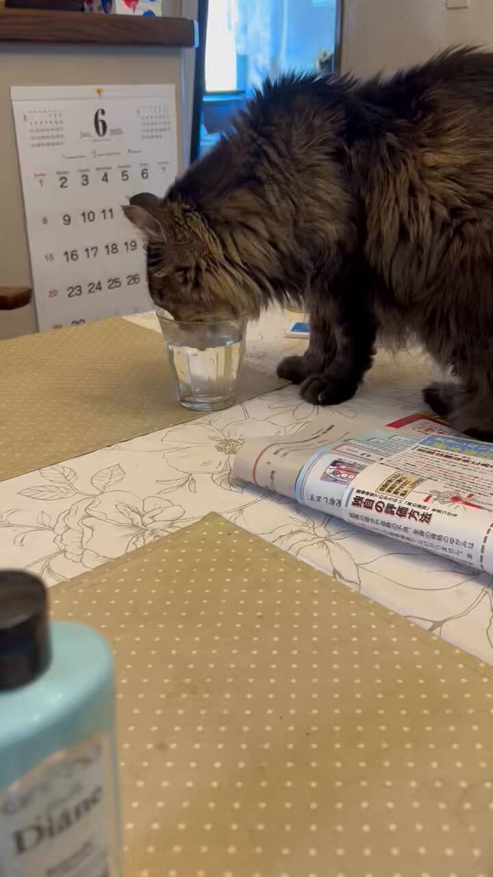 【ゆき猫】福告幻獣 312 [Cat Girl Fantasy ①] About the situation of cats in