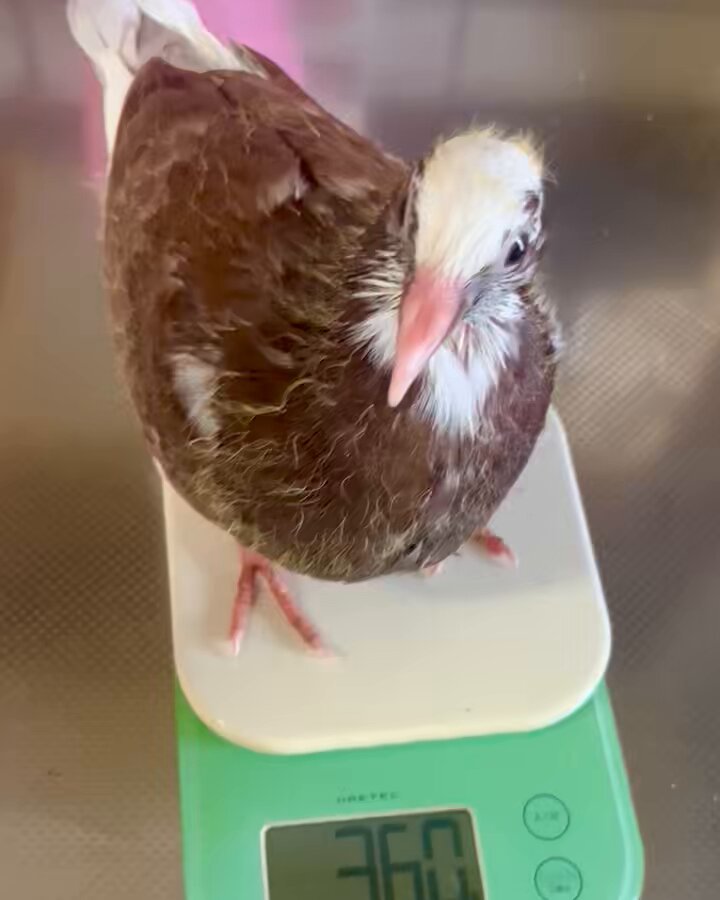 やーと。 (@ys_aviary) / X