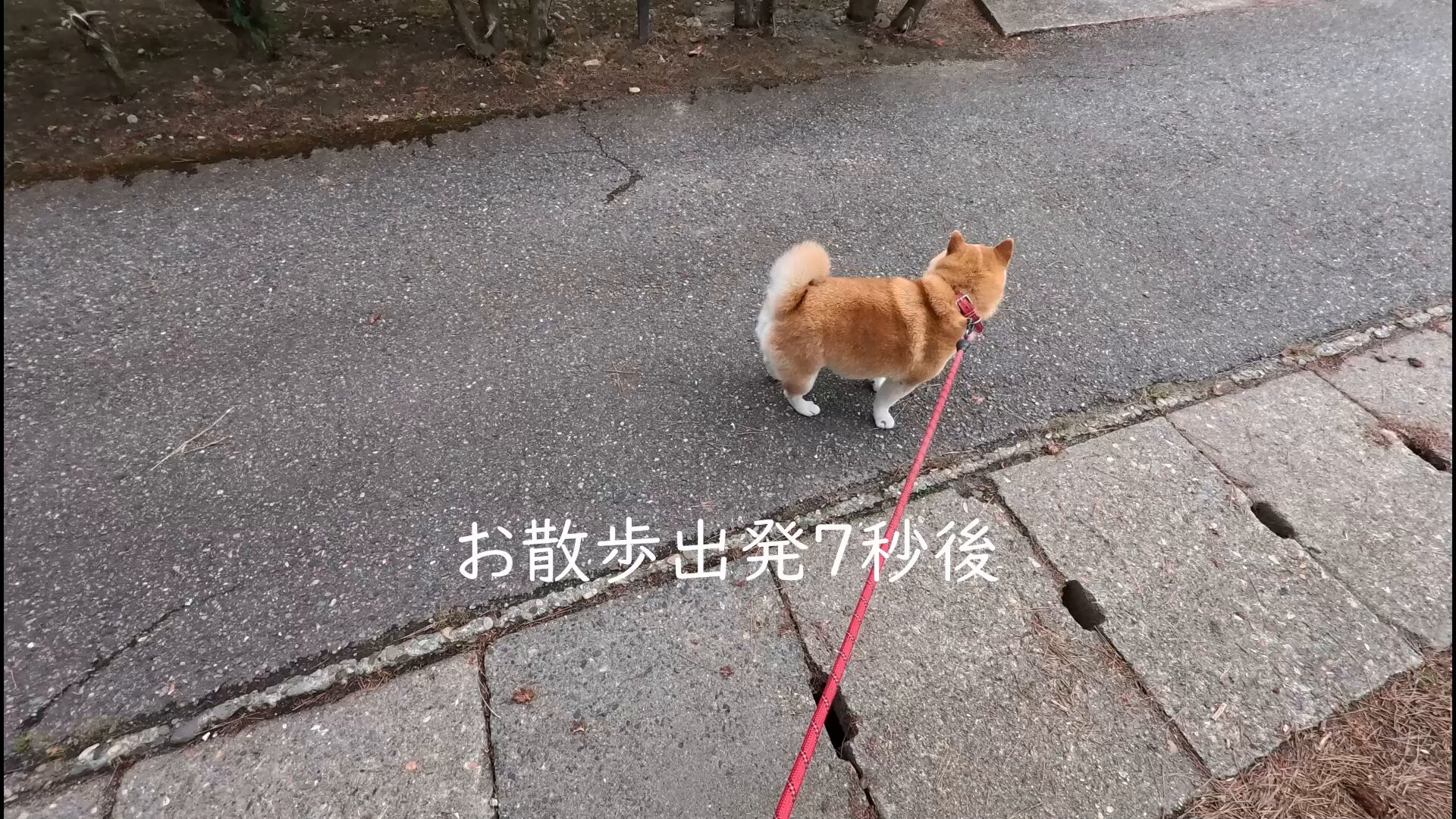 マヨネ on X: 