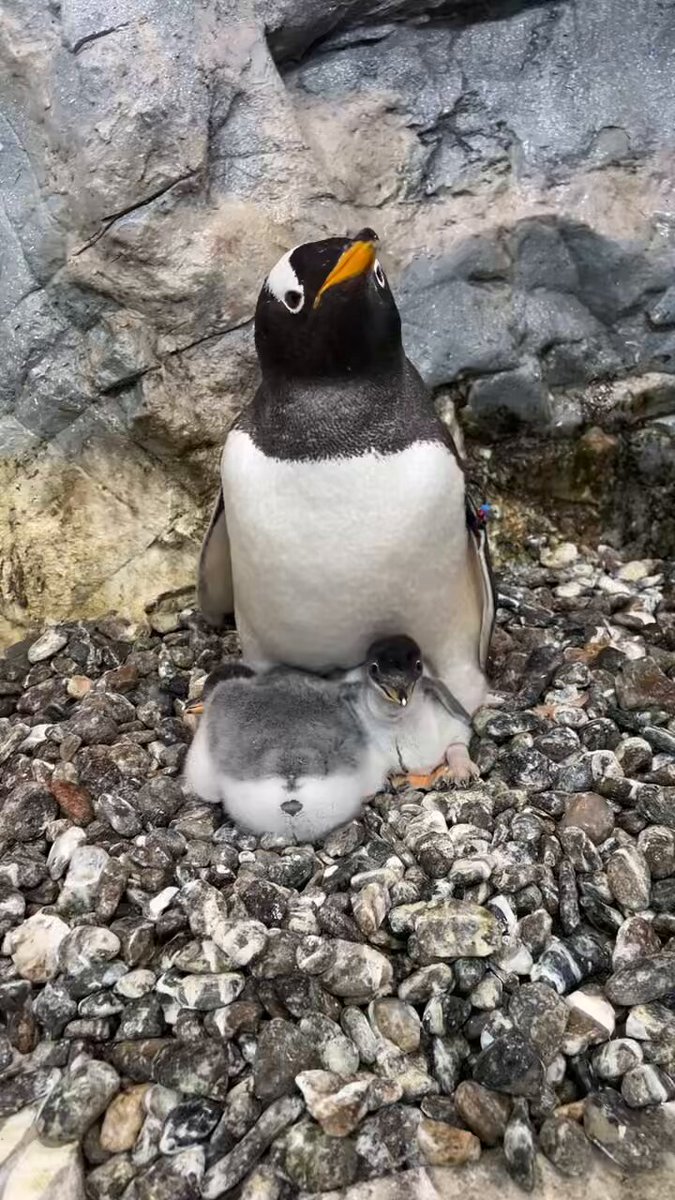 ジェンツーペンギンのヒナ、成長の様子です ①7月5日 ②7月13日 ③7月