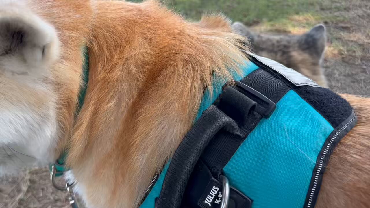 ゲン太犬 SkipDog! 紺緑ボーダー ロゴタンク ハンガー付き チワワ 服 犬の