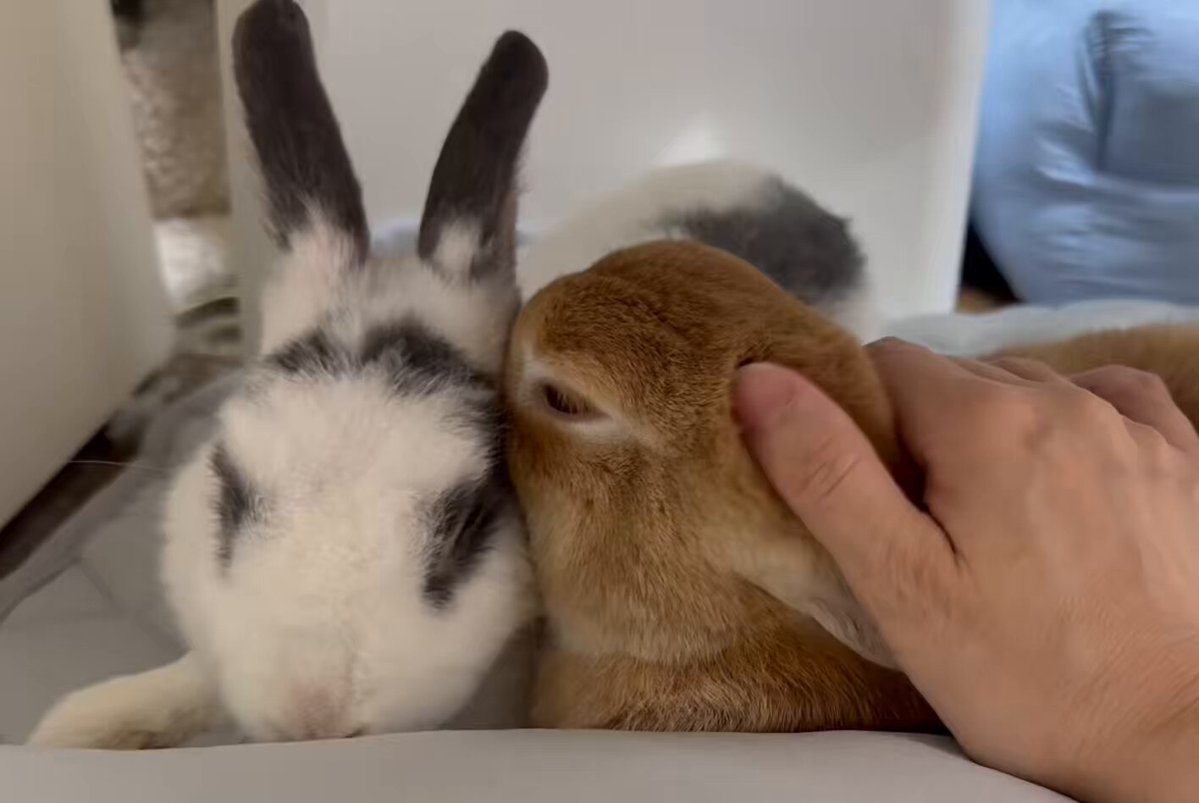 うさぎもち on X: 
