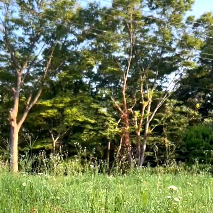 磐樹炙弦 Bangi V. Abdul (@TokyoRitualJp) / X