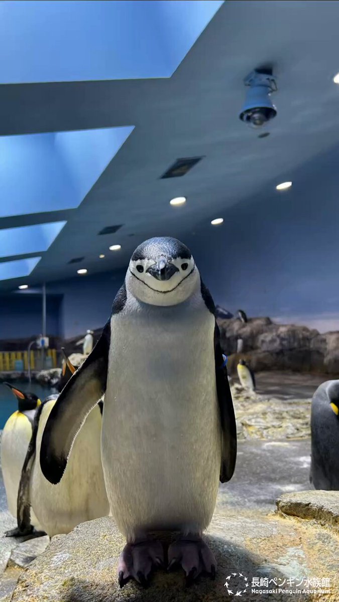 水族館で買ったペンギン ペンギンたちがお引越し…水族館から向かった先は？ レストランで