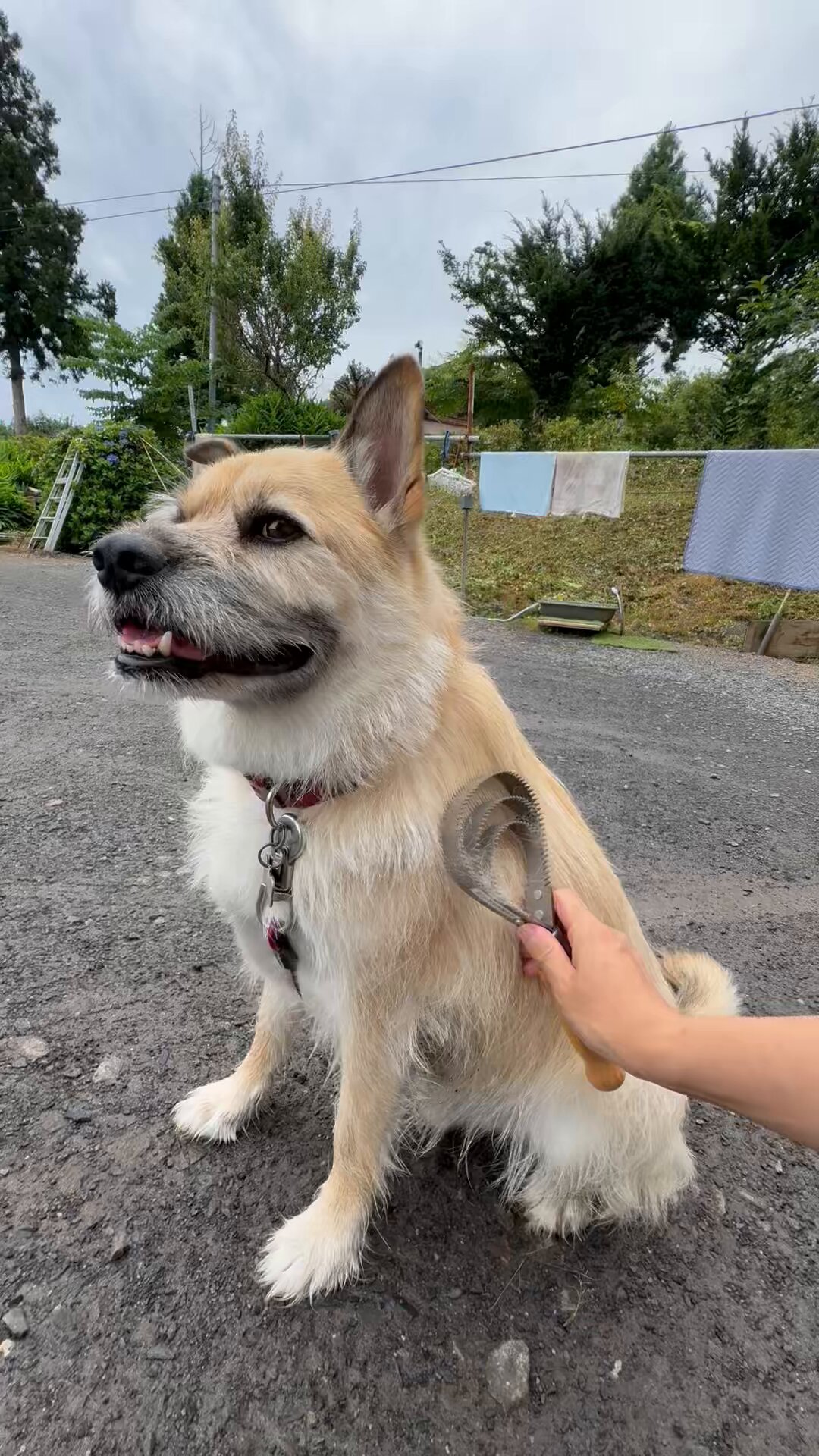 【いきむ犬】希少ゴールド 超美品 現在未生産希少品⭐️夢いぬDX ゴールデンレトリバー
