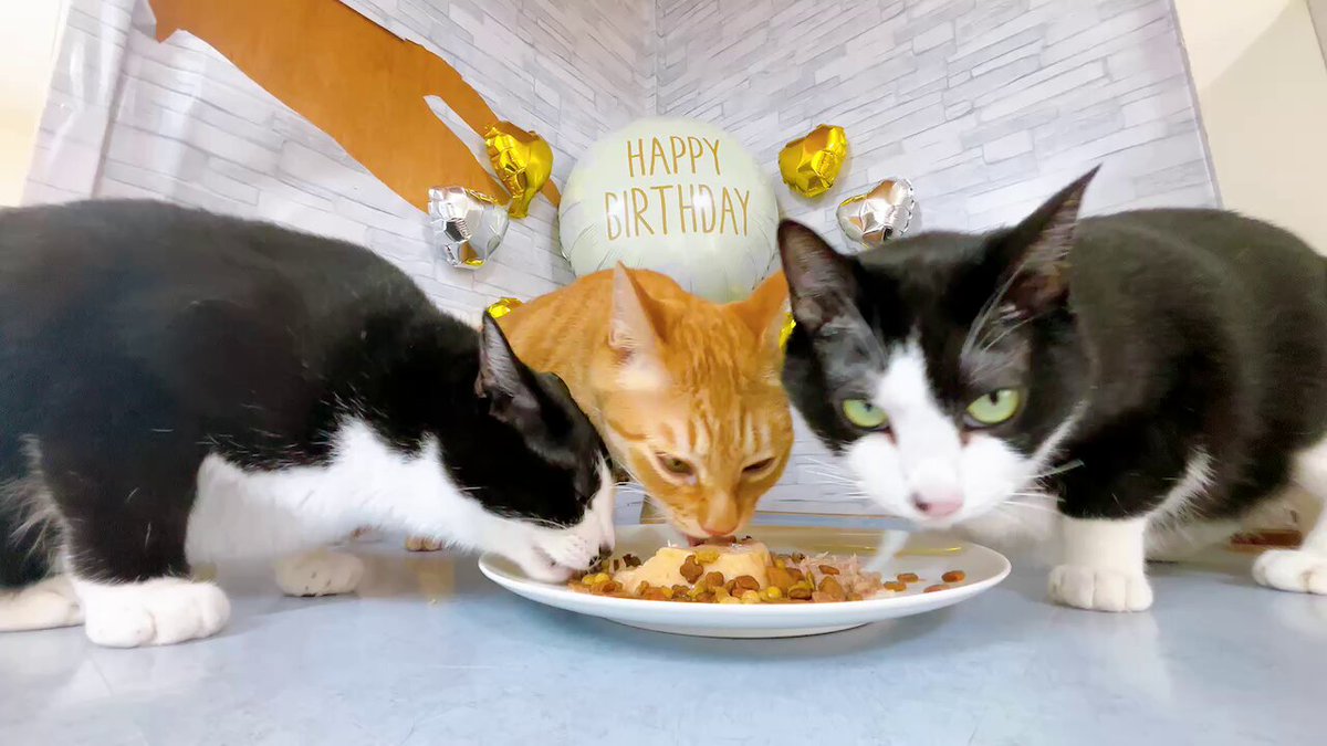 我が家の猫's『kodou428』 (@kodou428) / Posts / X