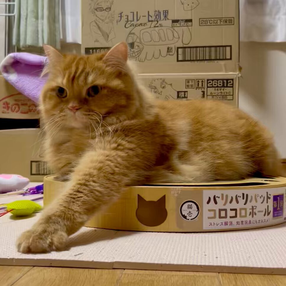 ねこハチ♡ ねこち/😻🐈‍⬛ on X: 