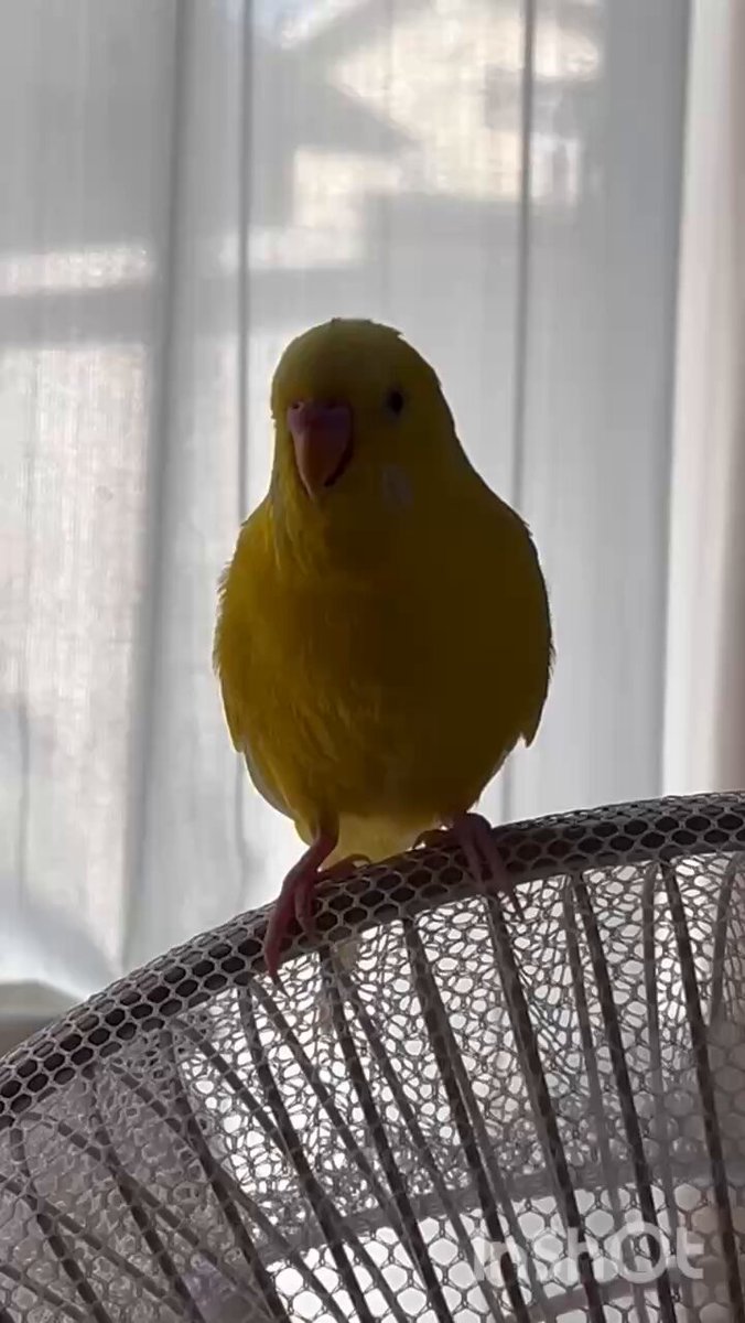 ポーちゃん🦜✨ on X: 