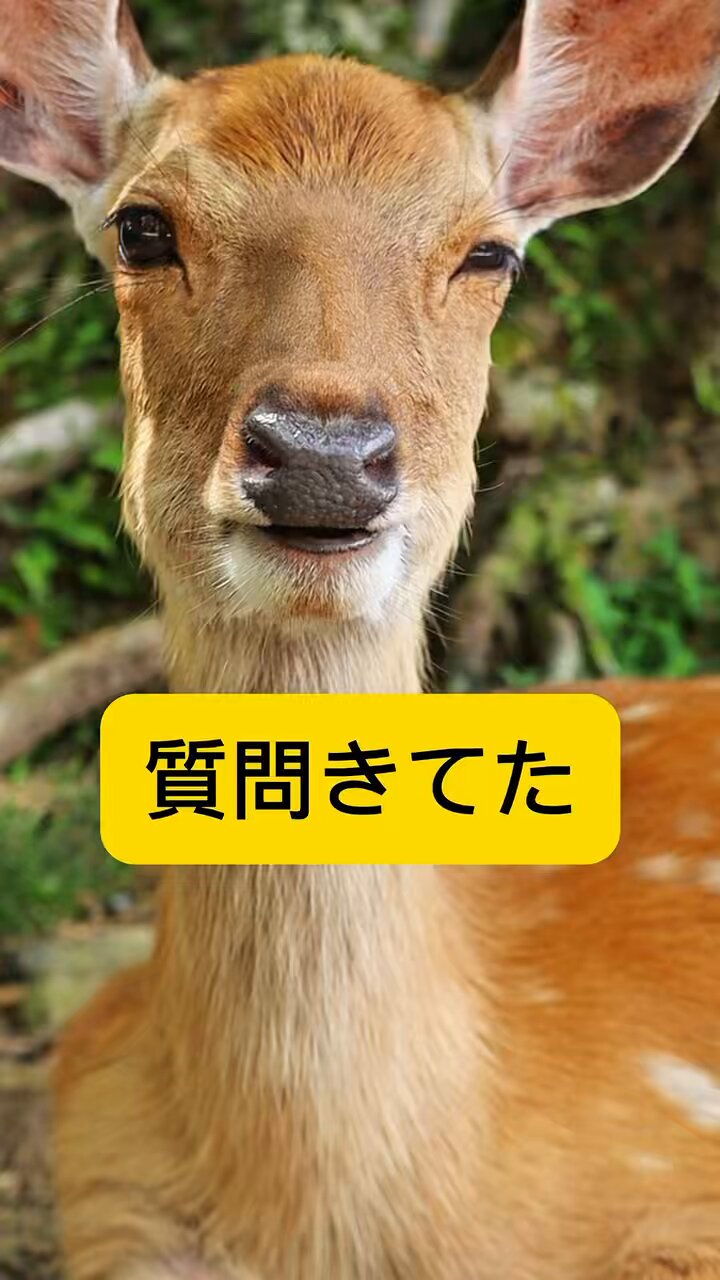 A deer / 鹿 Have you seen this 'exotic' deer? DEC wants this invader