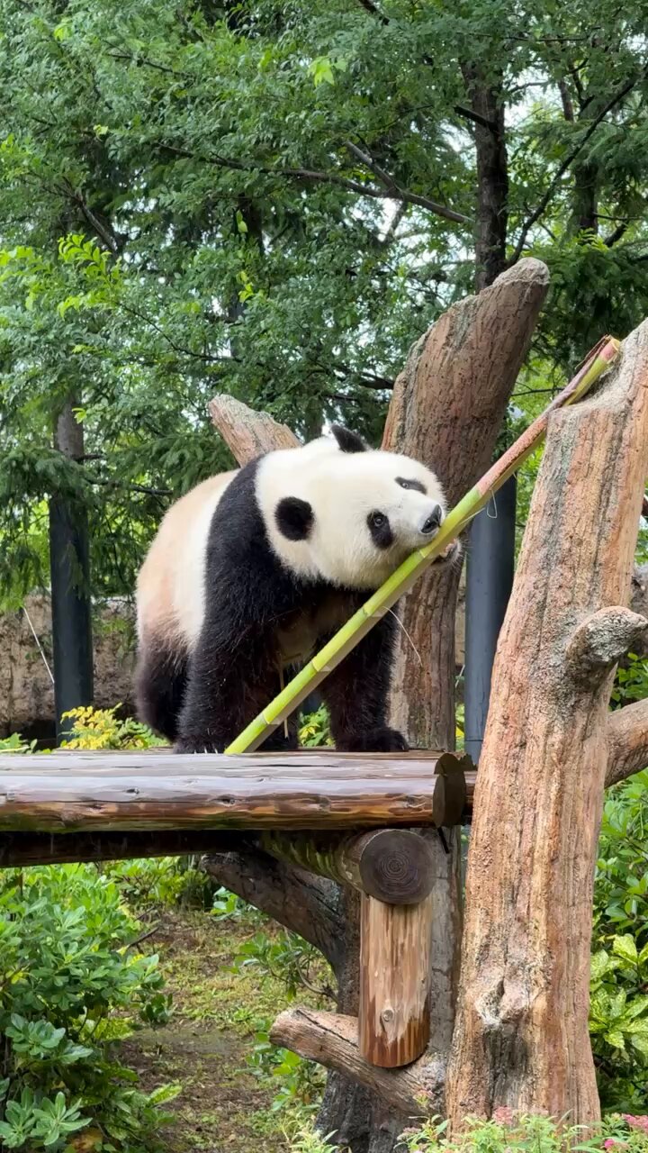 panda_xiang_xiang on X: 