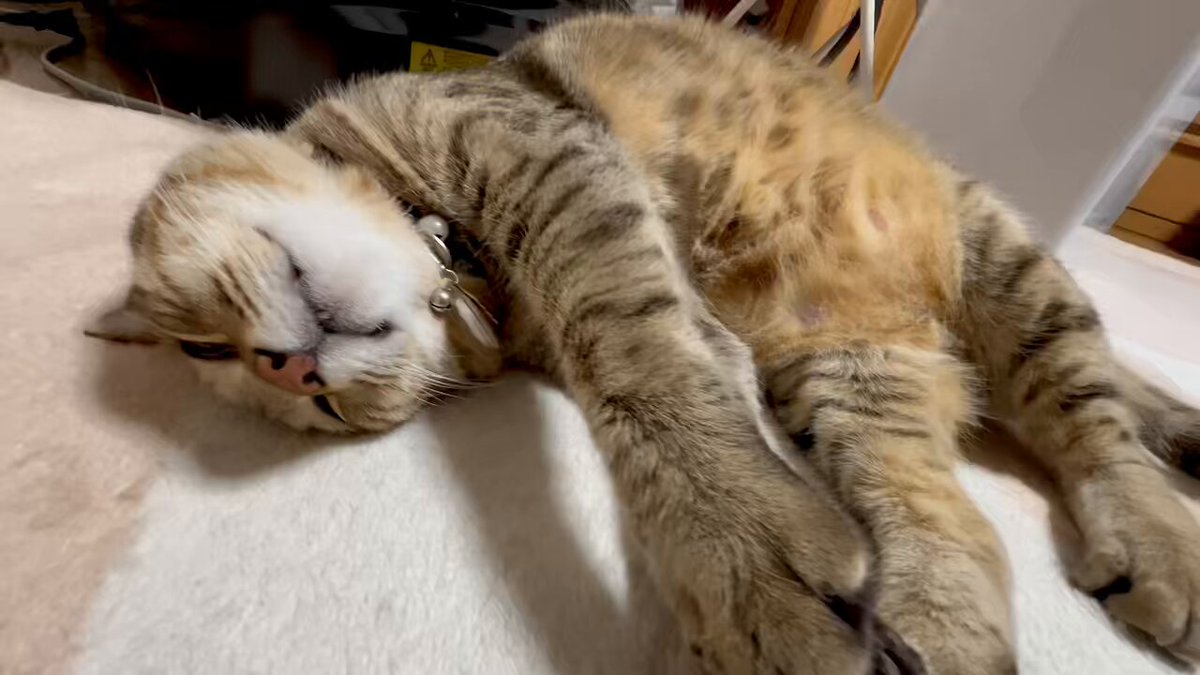 とらまるここ パパを大切そうに抱きしめながら眠る猫【とらまる】