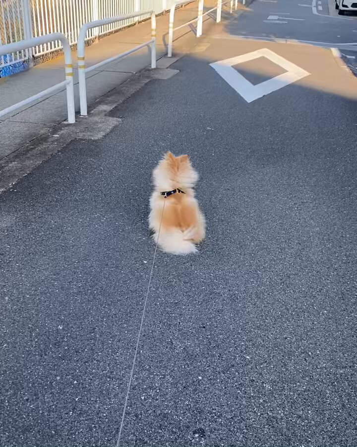 ポメころび様♡14kgf AqrN6ZEr8hvRuGCKSskqoMtlc-