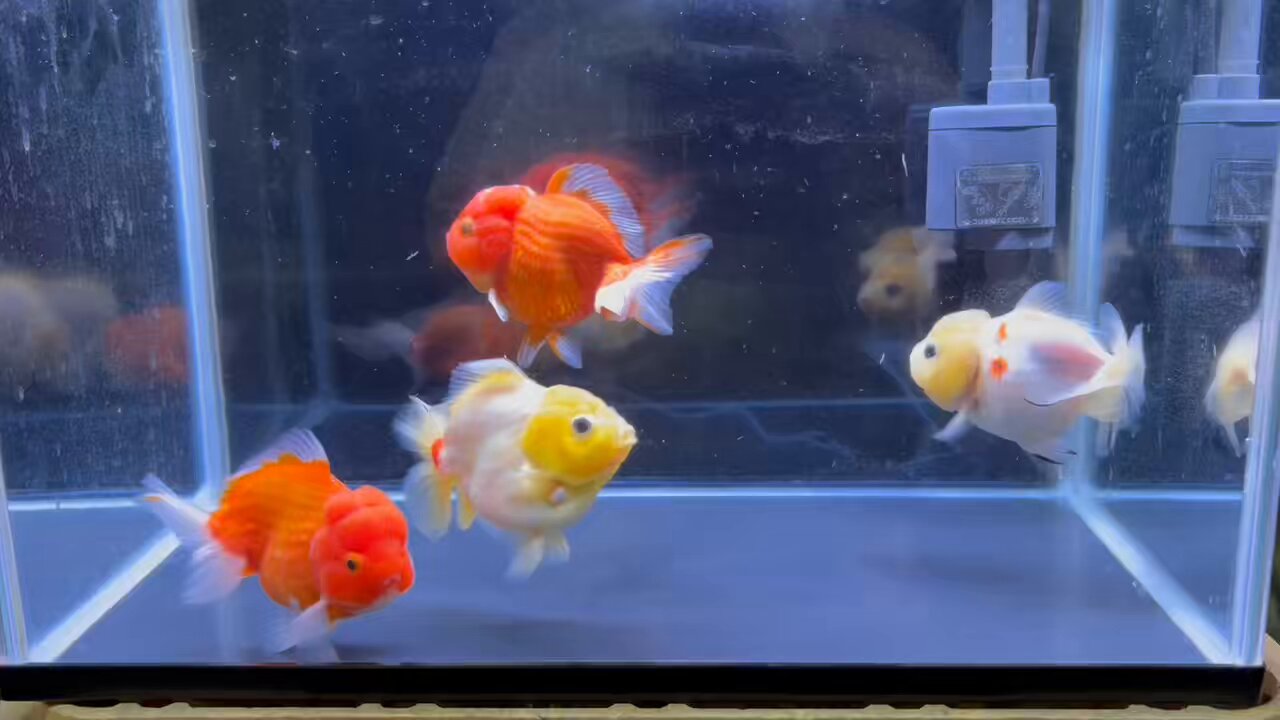 金魚 楽天市場】(金魚 生体)【数量限定】 桜地金【国産】（10cm前後