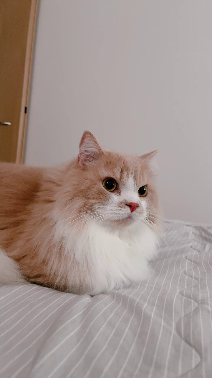 mog (@mogmogmog312) / X