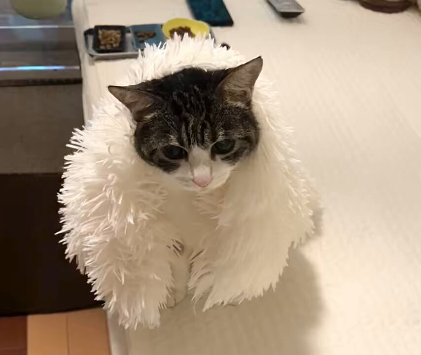 猫千代　0527 東京しっぽの里/譲渡 | 【マンチカン🐱さばちゃん】 さばちゃん