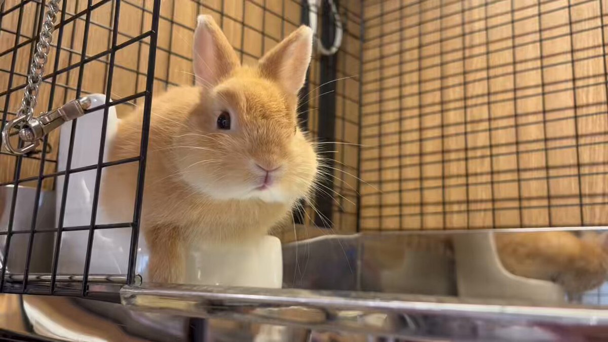 ヒノキのうさぎ様 s554s7_5Hqh7XwZb.jpg
