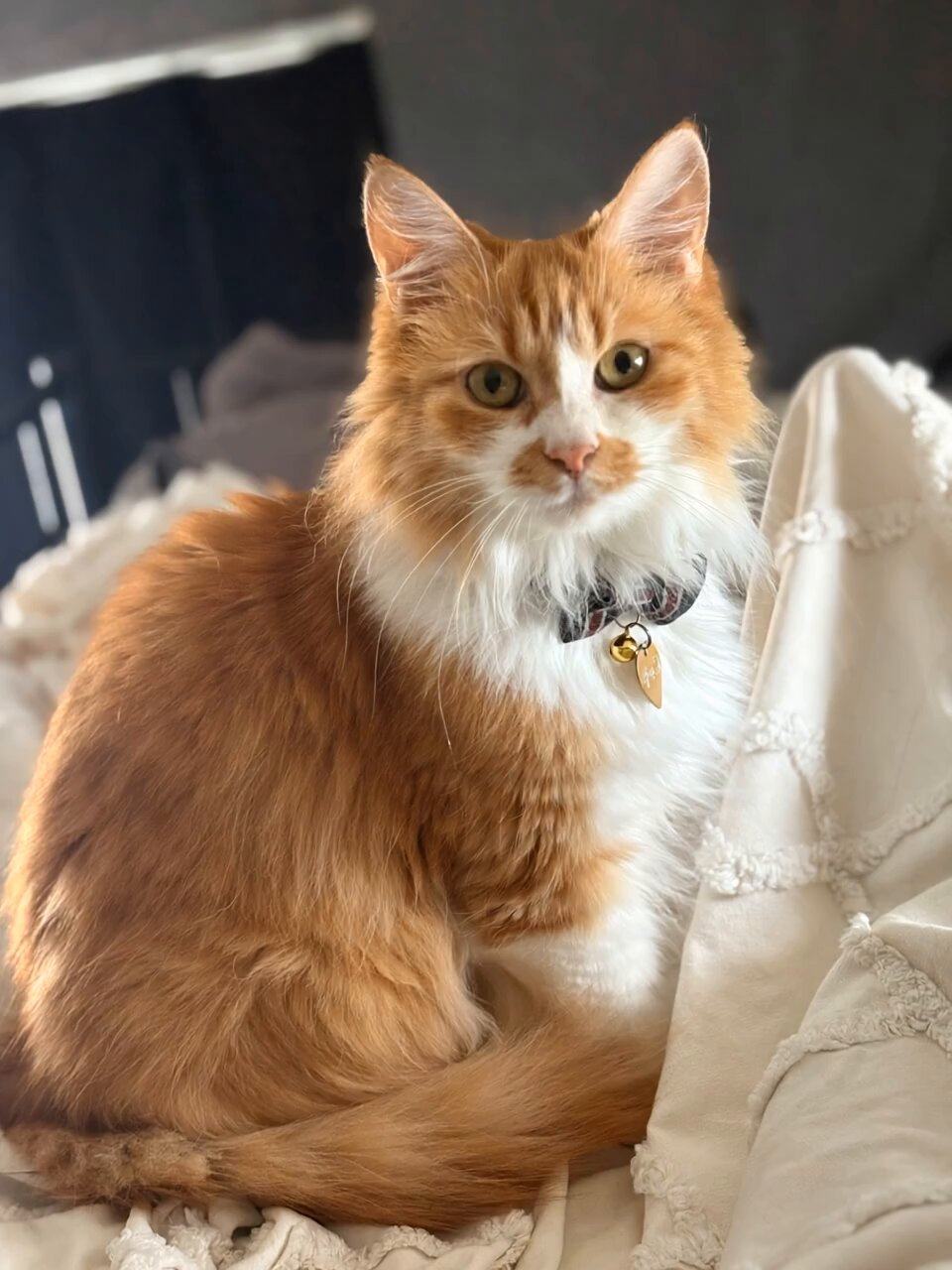 猫子 on X: 