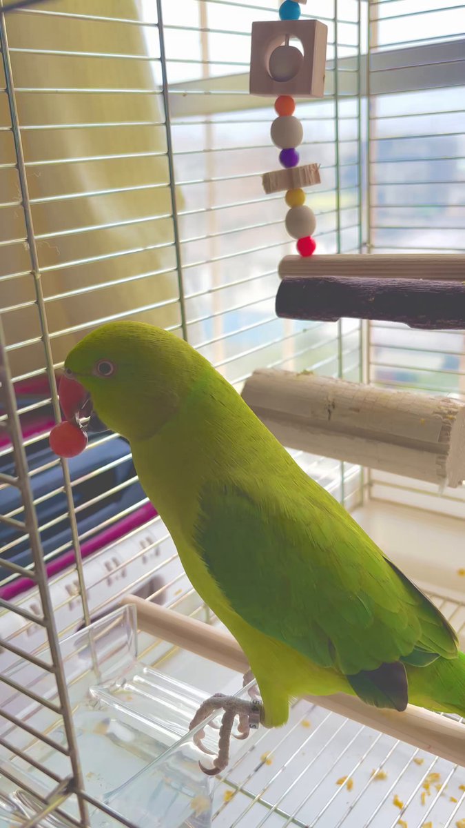 鳥好きっ！ 鳥好きさんと繋がりたい - অনুসন্ধান / X