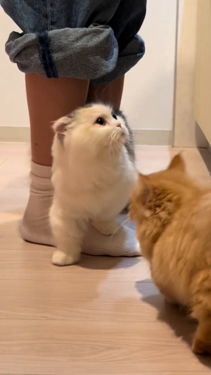 お猫様の下僕 僕はお猫様の下僕です。 | Gファンタジー | SQUARE ENIX