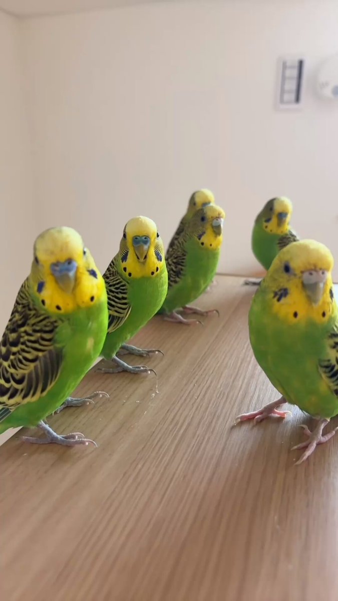 ◆インコ◆ みーちゃん on X: 