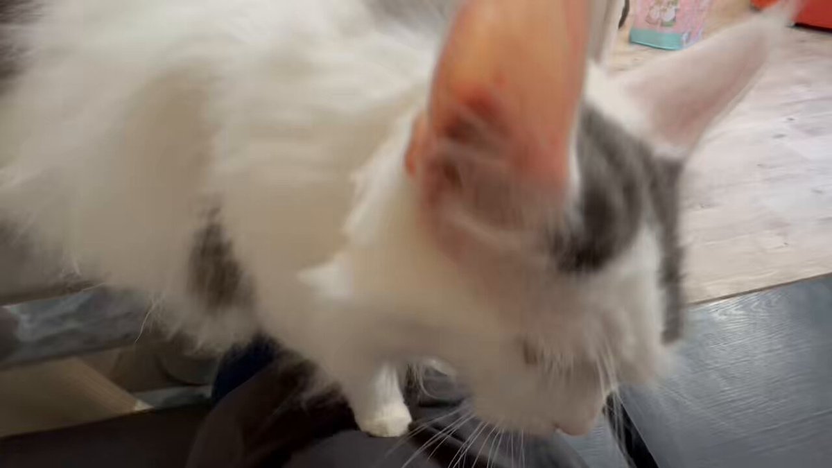 えむねこ えむねこ -EMUNEKO Channel - YouTube