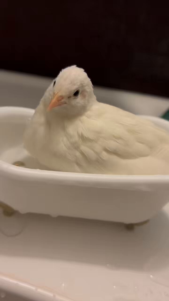 ひめうずら研究室 成鳥用配合飼料 4kg 鳥 餌 ヒメウズラ お得 3kg ひめうずら餌 成鳥用 ヒメウズラ 鳥 餌 - メルカリ
