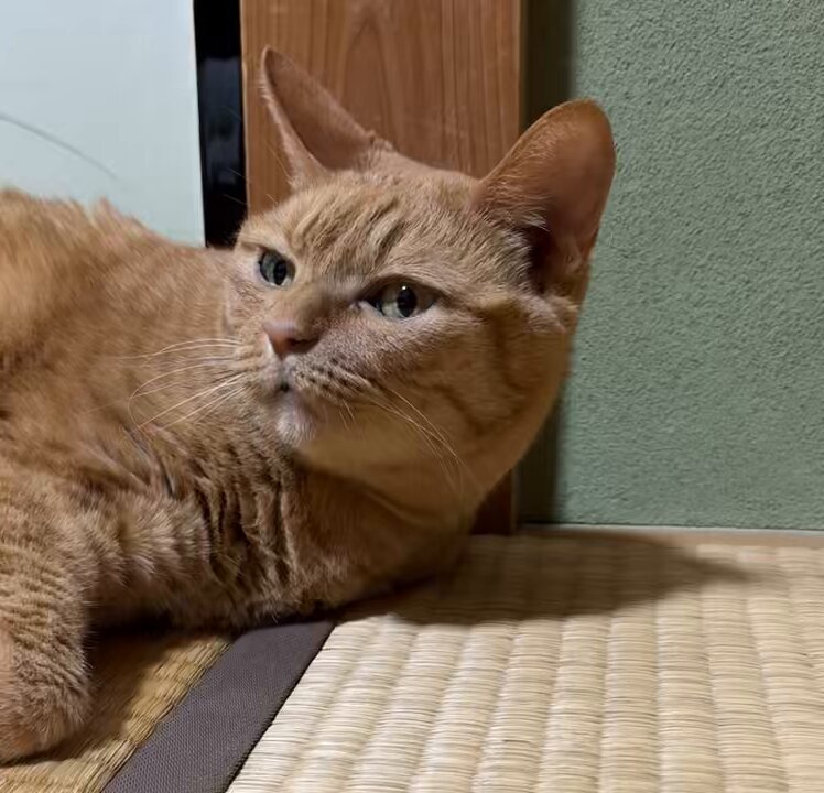 ちゃちゃ☘️可愛い猫ちゃんいます❤︎໒꒱様 ねこぢい on X: 
