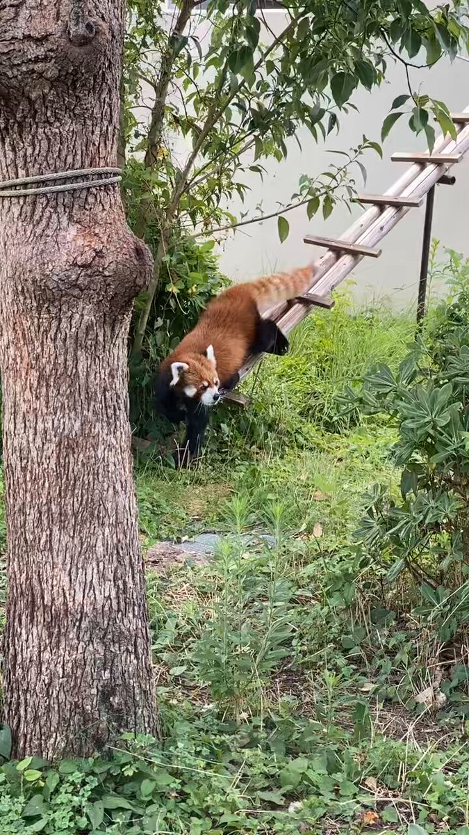 King &amp; Prince - 動物園飼育員 E_j7DRoVIAI0PZc.jpg