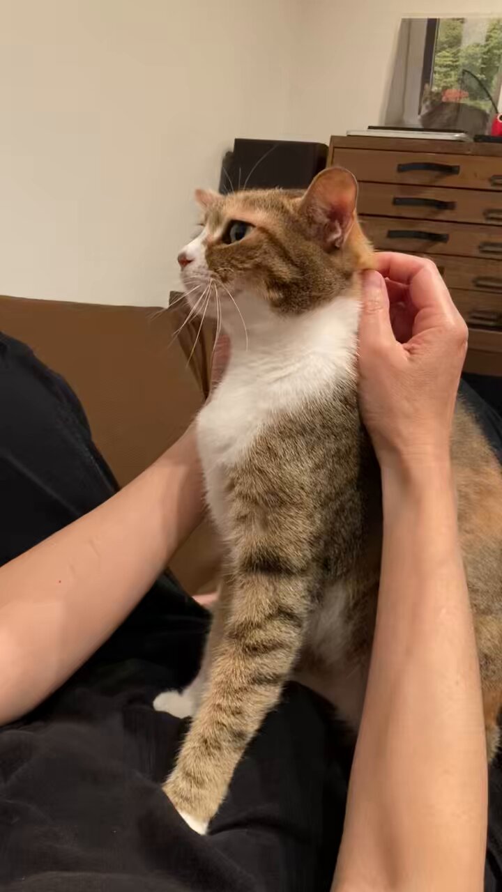 みつねこ。ページ♡ 映画「ねことじいちゃん」“猫だらけ”特別映像 - YouTube