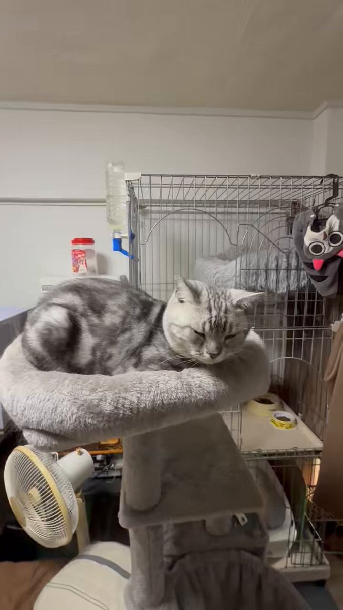 ねこ - Search / X