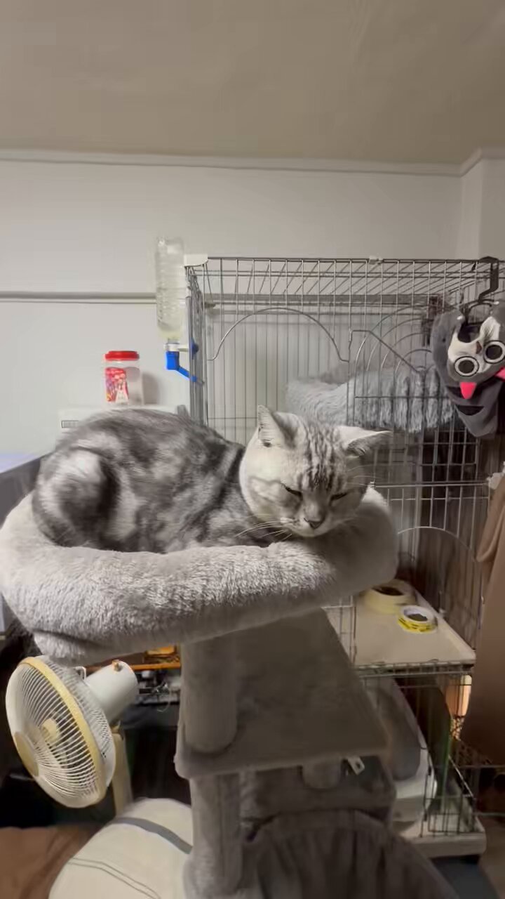 みつねこ。ページ♡ 映画「ねことじいちゃん」“猫だらけ”特別映像 - YouTube