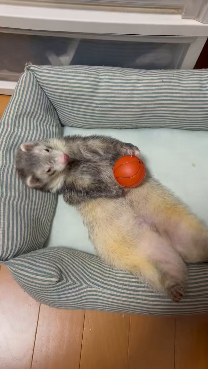 うにちゃん♪ うにちゃん٩꒰৹৺৹ઌ꒱