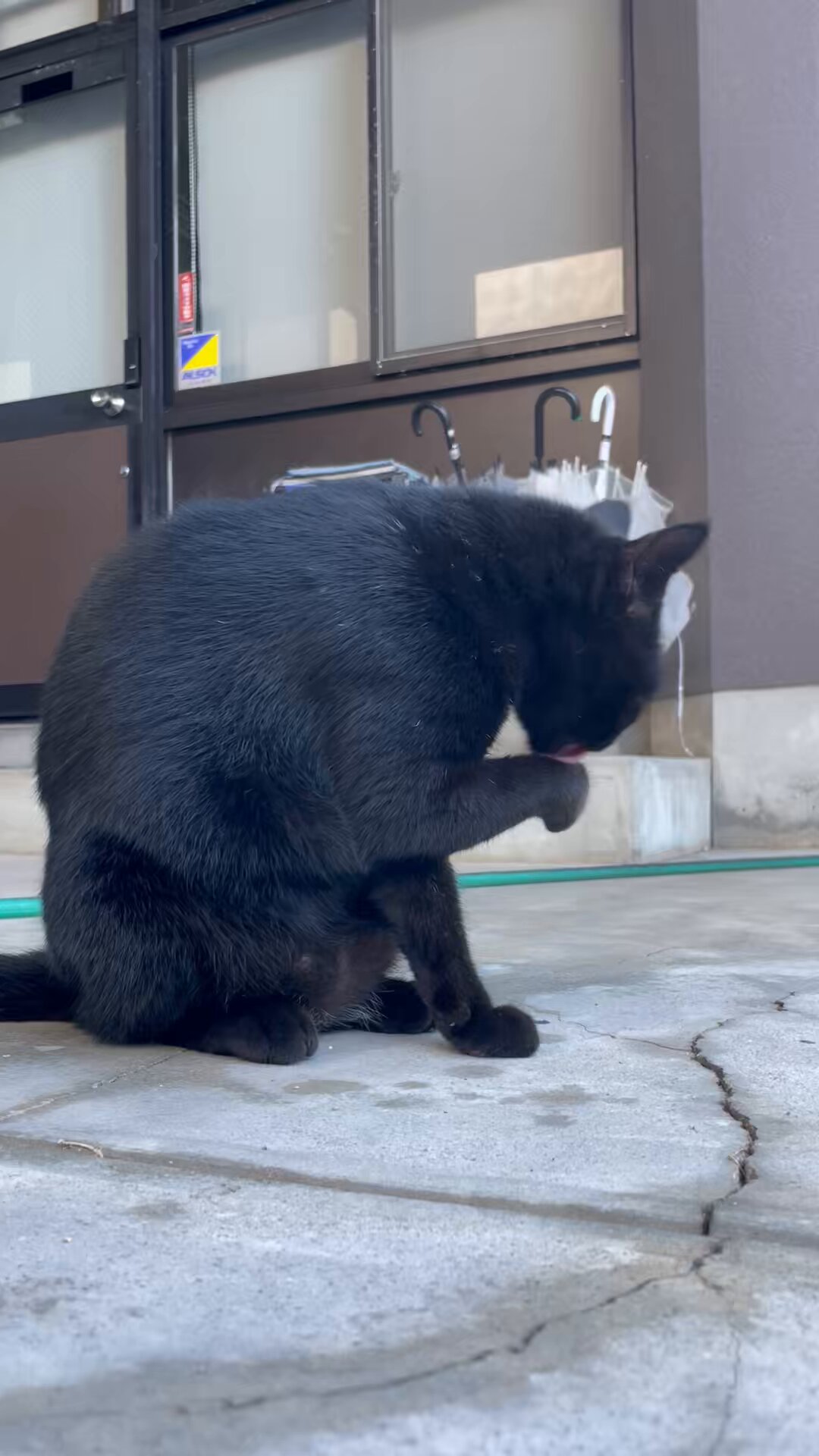 ねこ Amazon.co.jp: 【獣医師監修】 Petpia 猫 トンネル 玩具