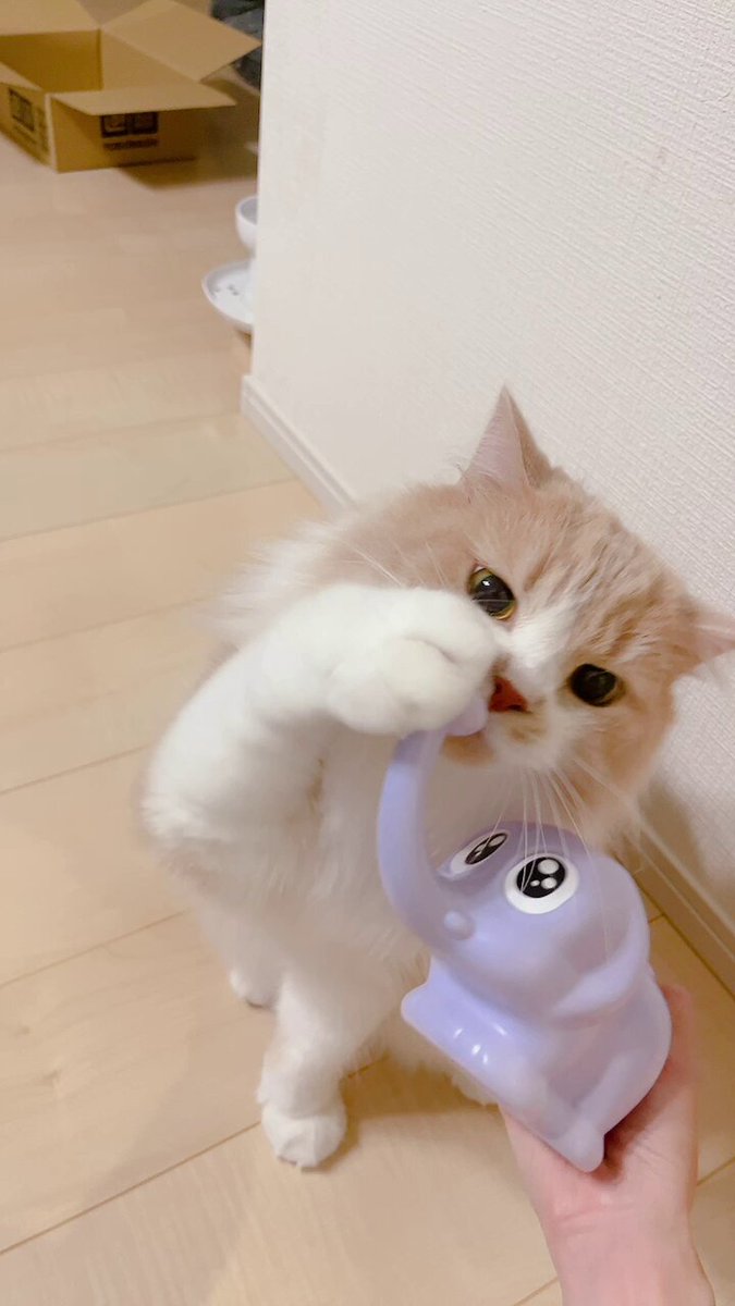 mog (@mogmogmog312) / X
