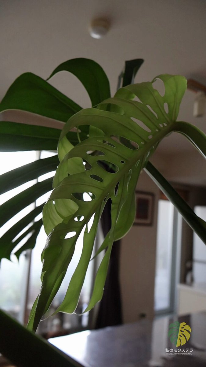 私のモンステラ (@mymonstera) / X