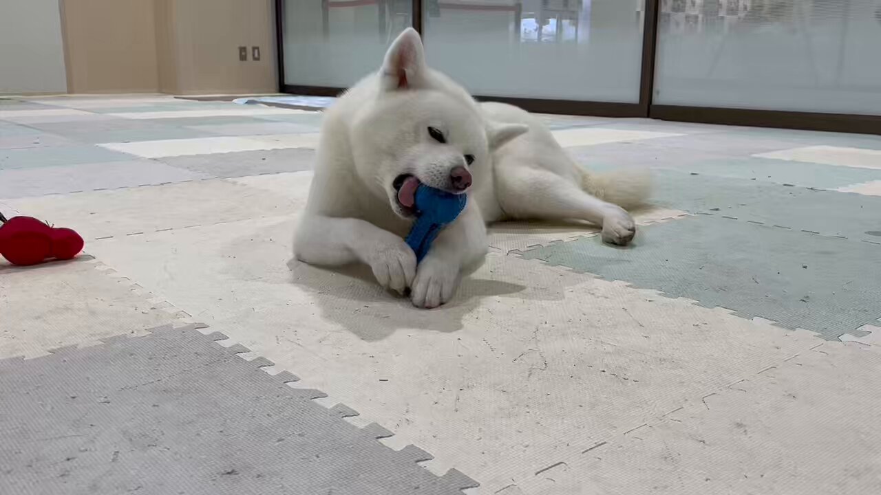 くり　もじゃ犬　うたたね　白オレンジ 秋田犬の里【公式】 on X: 