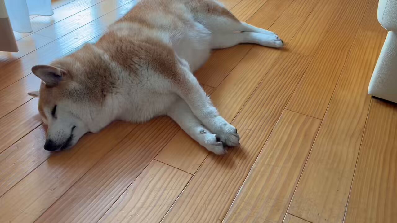 柴犬あきちゃん(繁殖引退犬)🍑 on X: 